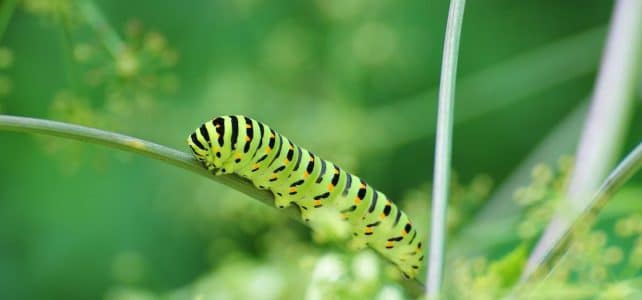 Lutter contre les chenilles de manière naturelle : des méthodes efficaces à découvrir