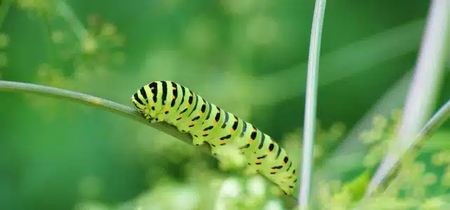 Lutter contre les chenilles de manière naturelle : des méthodes efficaces à découvrir